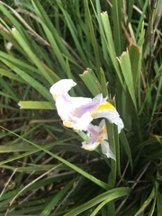 Dietes grandiflora