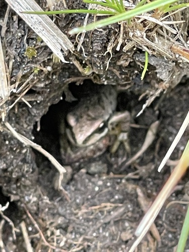 iNaturalist observation photo of Pacific chorus frog