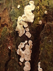 Aleurodiscus mirabilis