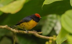 Euphonia anneae
