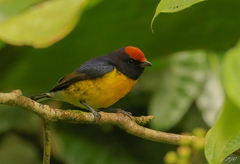 Euphonia anneae