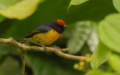 Euphonia anneae