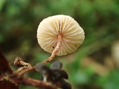 Crinipellis scabella