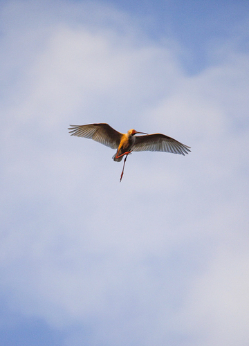 iNaturalist: (c) Otherwhere, some rights reserved (CC BY-NC), uploaded by Otherwhere iNaturalist image