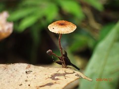 Crinipellis scabella