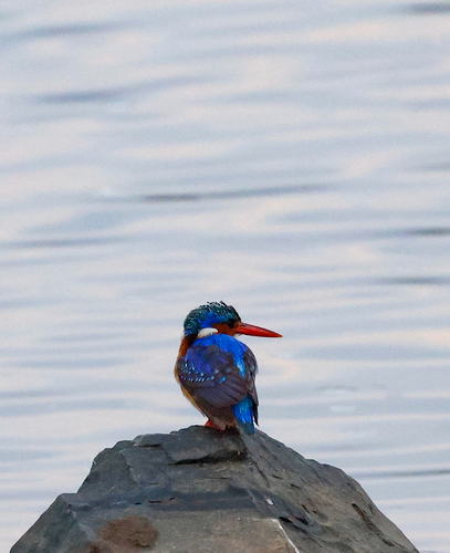iNaturalist: (c) Otherwhere, some rights reserved (CC BY-NC), uploaded by Otherwhere iNaturalist image