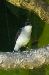 Eopsaltria pulverulenta