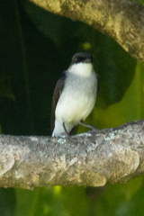 Eopsaltria pulverulenta