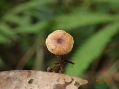 Crinipellis scabella