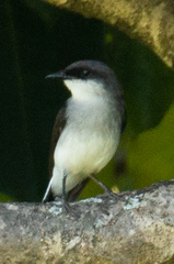 Eopsaltria pulverulenta