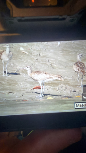 iNaturalist image
