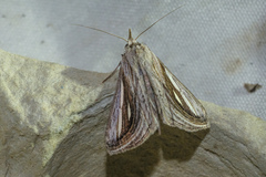 Schistorhynx argentistriga