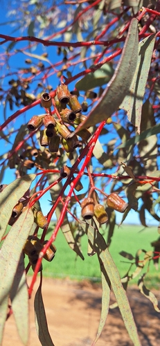 Coral Gum