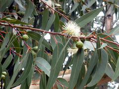 Eucalyptus megacarpa