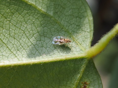 Stephanitis subfasciata