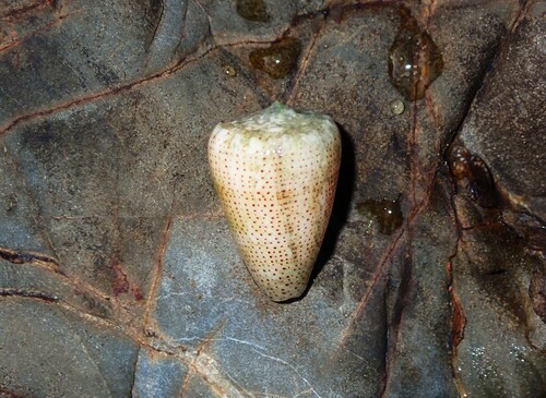 Conus arenatus observed 2026-07-23