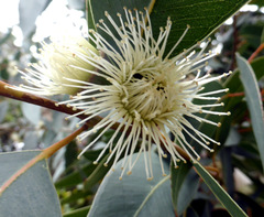Eucalyptus megacarpa