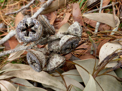 Eucalyptus megacarpa