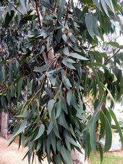 Eucalyptus megacarpa