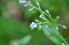 Myosotis