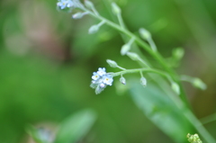 Myosotis
