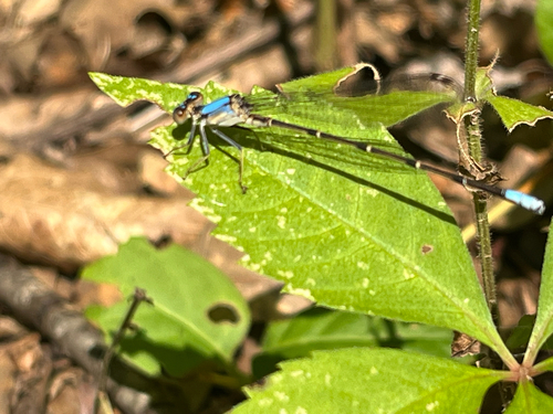 Blue-fronted Dancer