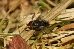 Winthemia quadripustulata