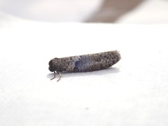 Lepidoscia heliochares