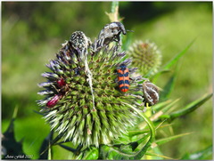 Trichodes umbellatarum