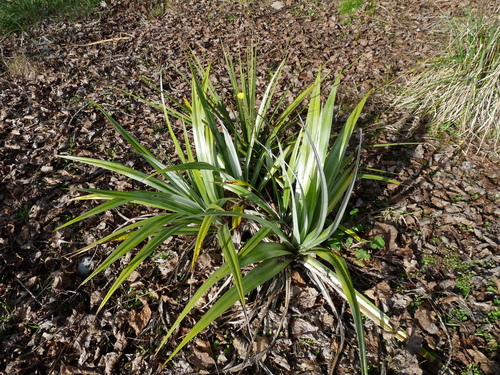 Astelia chathamica, 2026-07-19