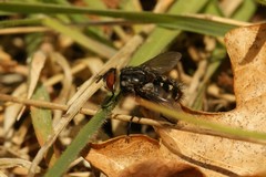 Winthemia quadripustulata