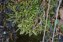 Acrocladium