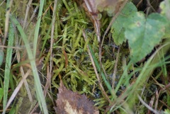 Acrocladium