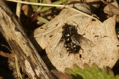 Winthemia quadripustulata