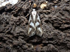Epithymema incomposita