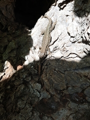 Podarcis muralis