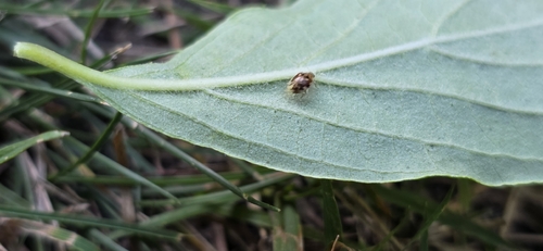 iNaturalist observation photo of Twenty-spotted Lady Beetle