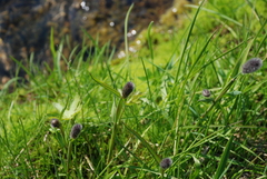 Alopecurus magellanicus