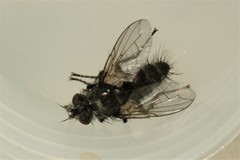 Periscepsia spathulata