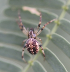 Neoscona theisi