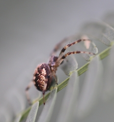Neoscona theisi