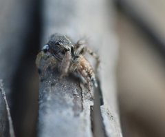 Stenaelurillus metallicus