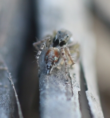 Stenaelurillus metallicus