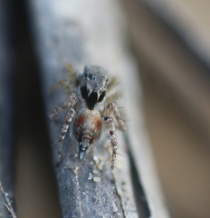 Stenaelurillus metallicus