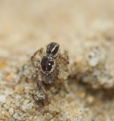 Stenaelurillus lesserti