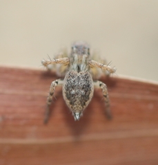 Stenaelurillus metallicus