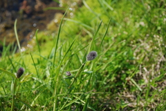 Alopecurus magellanicus