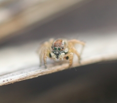 Stenaelurillus lesserti