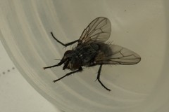 Triarthria setipennis