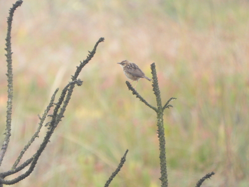 Cistícola buitrón (Cisticola juncidis)